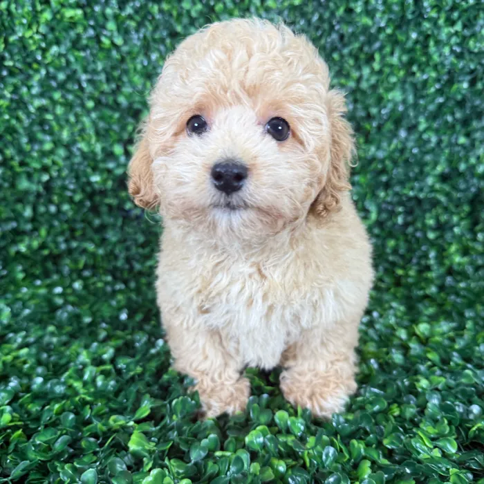 Male Poodle puppy named Louie for sale at Puppy Dreams - Missouri City.
