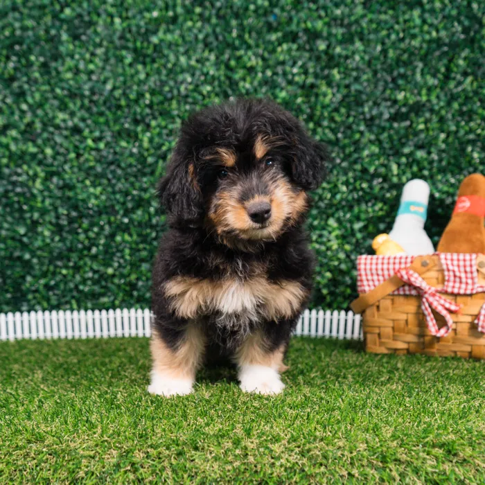 Female Mini Aussie Poo puppy named Luna for sale at Puppy Dreams - Missouri City.