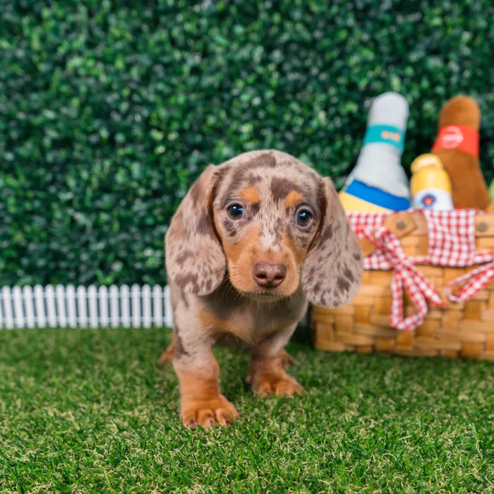 Male Dachshund puppy named Chip for sale at Puppy Dreams - Missouri City.