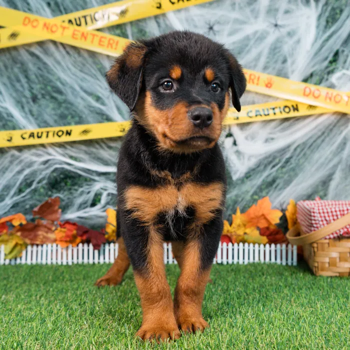 Male Rottweiler puppy named Blade for sale at Puppy Dreams - Missouri City.