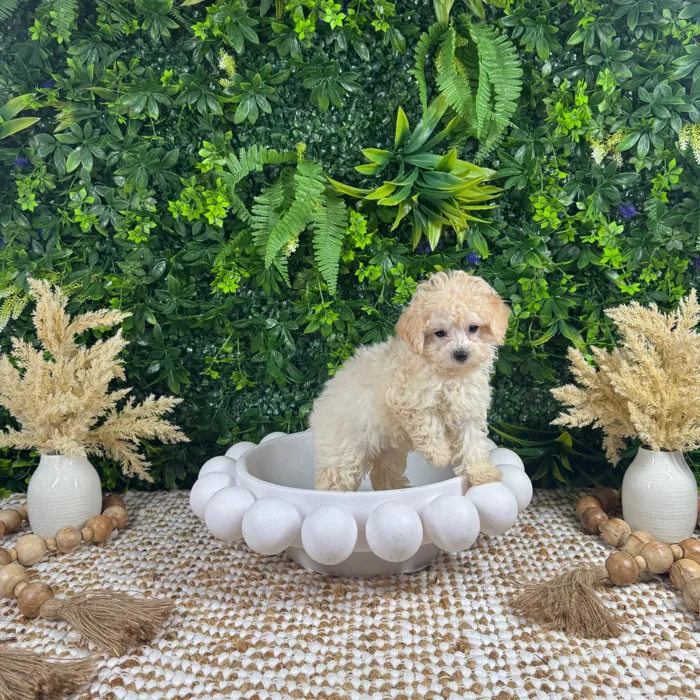 Female Maltipoo puppy named Bonnie for sale at Puppy Dreams - Katy.