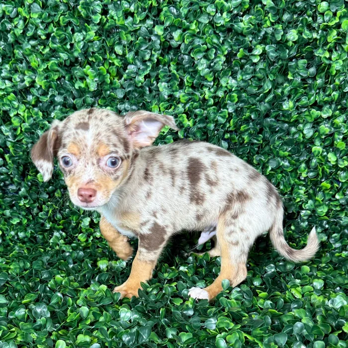 Male Chihuahua puppy named Brownie for sale at Puppy Dreams - Missouri City.