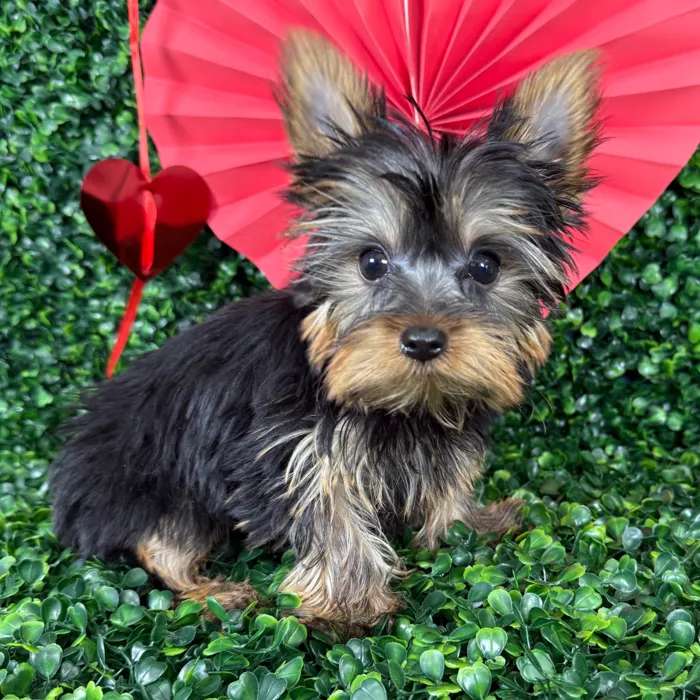 Male Yorkie puppy named Benny for sale at Puppy Dreams - Missouri City.