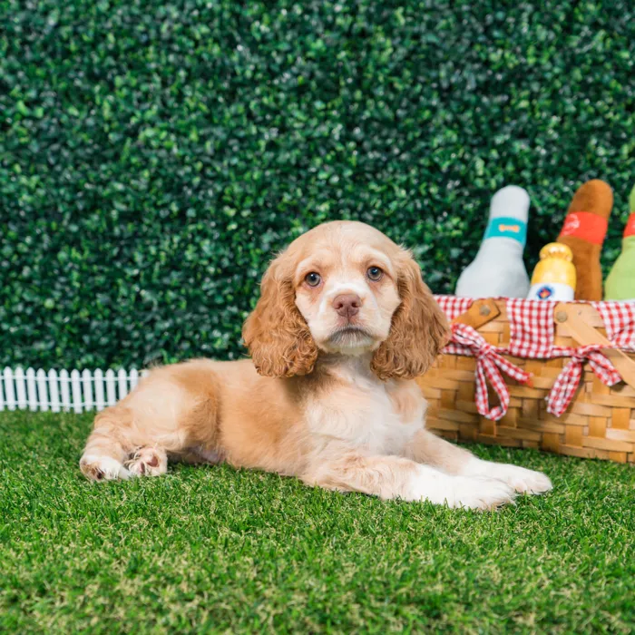 Male Cocker Spaniel puppy named Scout for sale at Puppy Dreams - Missouri City.