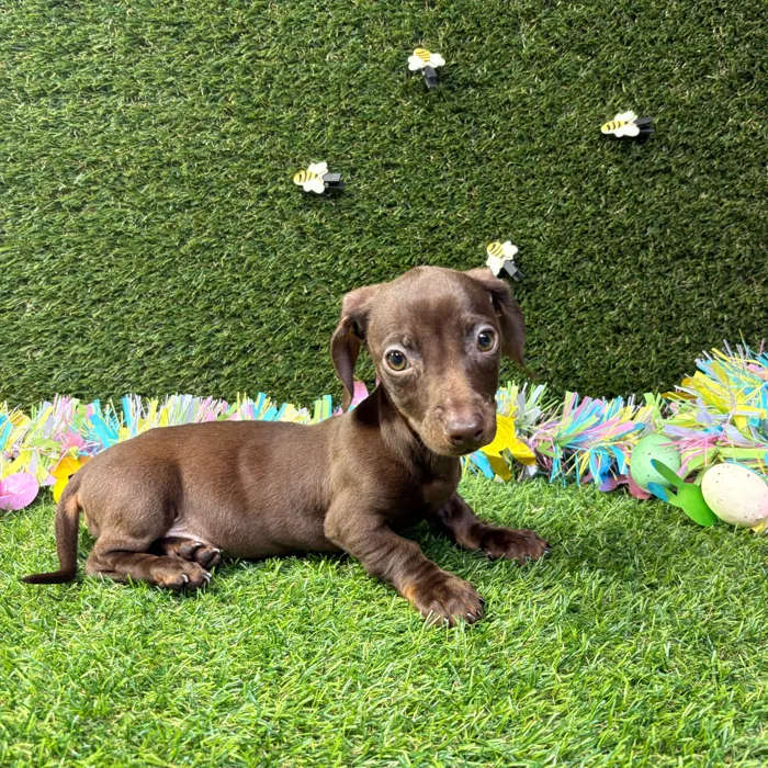 Female Dachshund puppy named Nala for sale at Puppy Dreams - Missouri City.