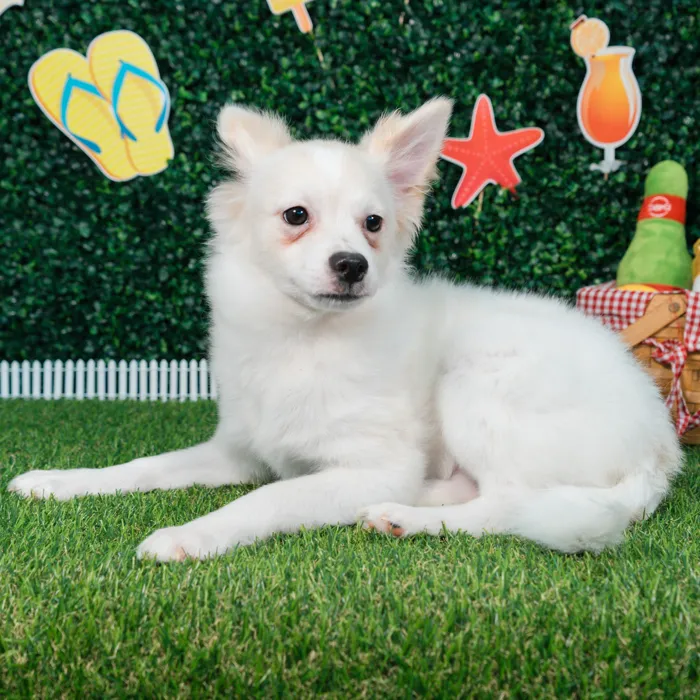 Male Pomchi puppy named Olaf for sale at Puppy Dreams - Missouri City.