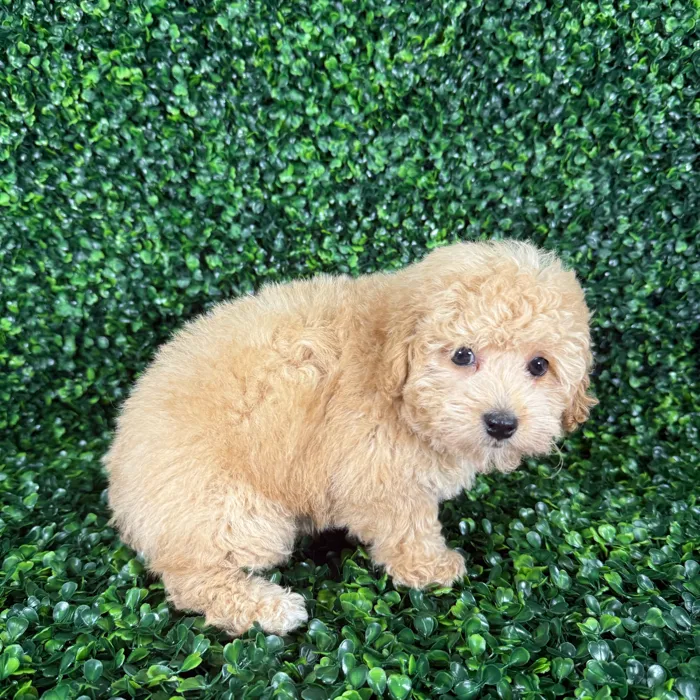 Male Poodle puppy named Louie for sale at Puppy Dreams - Missouri City.