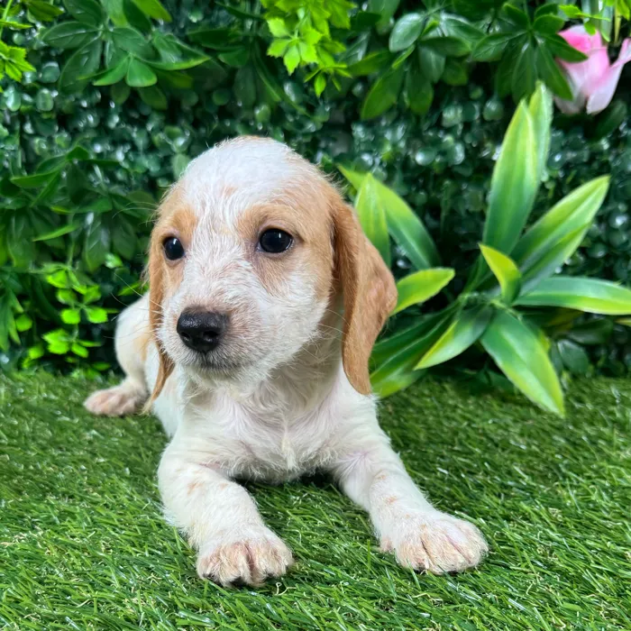 Male Dachshund puppy named Bay for sale at Puppy Dreams - Katy.