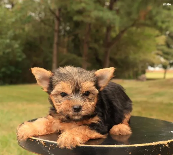 Male Yorkie puppy for sale at Puppy Dreams - Missouri City.