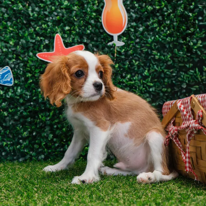 Male Cavalier King Charles Spaniel puppy named Mr. Jasper for sale at Puppy Dreams - Missouri City.
