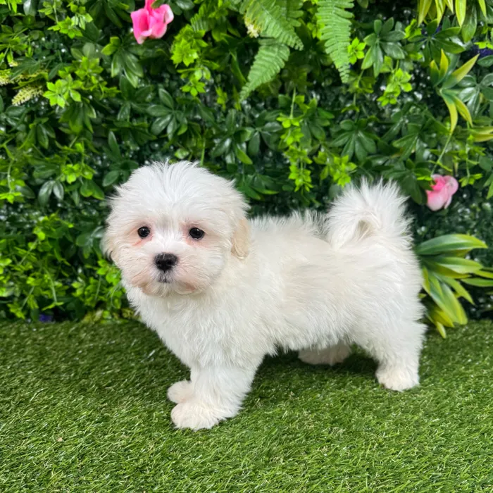 Female Malshi puppy named Zoey for sale at Puppy Dreams - Katy.