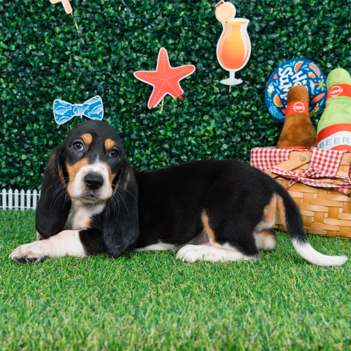 Female Basset Hound puppy named Dolly for sale at Puppy Dreams - Missouri City.