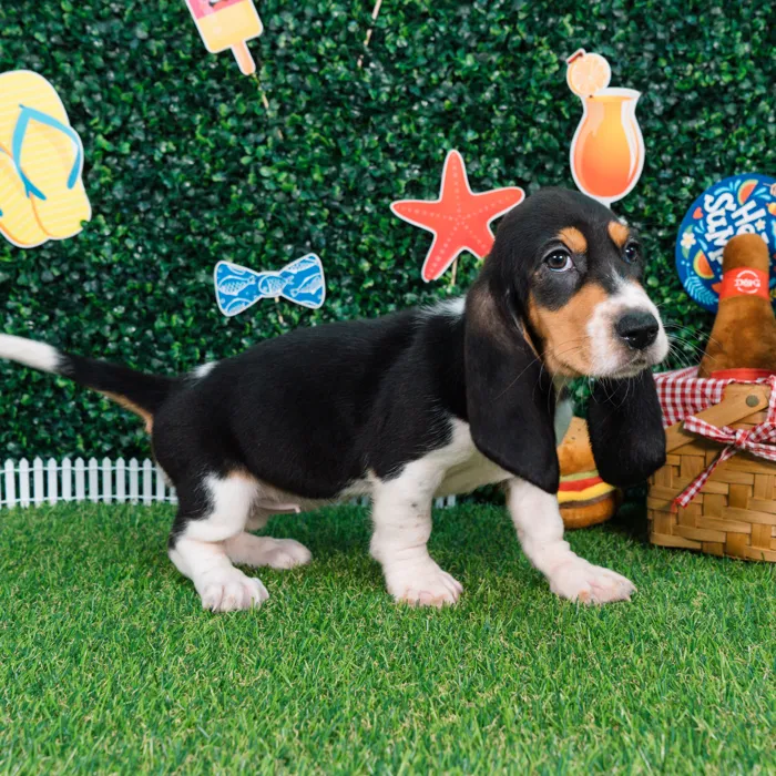 Female Basset Hound puppy named Dolly for sale at Puppy Dreams - Missouri City.