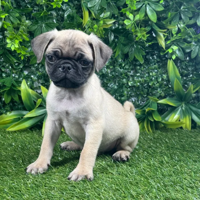 Male Pug puppy named Pierre for sale at Puppy Dreams - Katy.