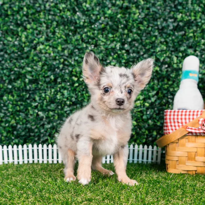 Male Chihuahua puppy named Benito for sale at Puppy Dreams - Missouri City.