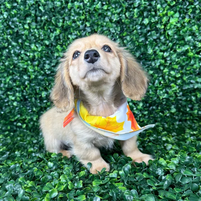 Female Dachshund puppy named Autumn for sale at Puppy Dreams - Missouri City.