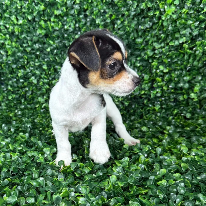 Male Chorkie puppy named Peanut for sale at Puppy Dreams - Missouri City.