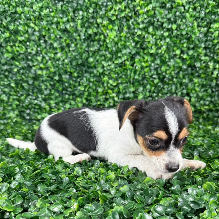 Male Chorkie puppy named Peanut for sale at Puppy Dreams - Missouri City.
