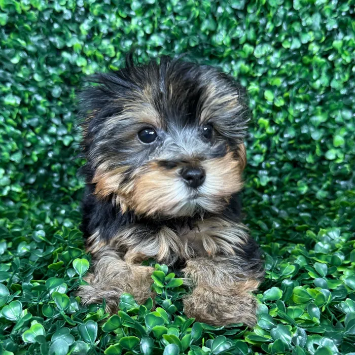 Male Yorkie puppy named Cocoa for sale at Puppy Dreams - Missouri City.