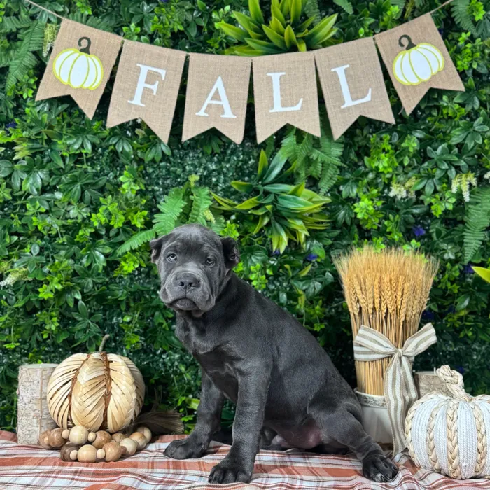 Male Cane Corso puppy named Hunter for sale at Puppy Dreams - Katy.