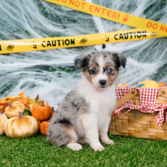 Female Mini Aussie puppy named Ivy for sale at Puppy Dreams - Missouri City.