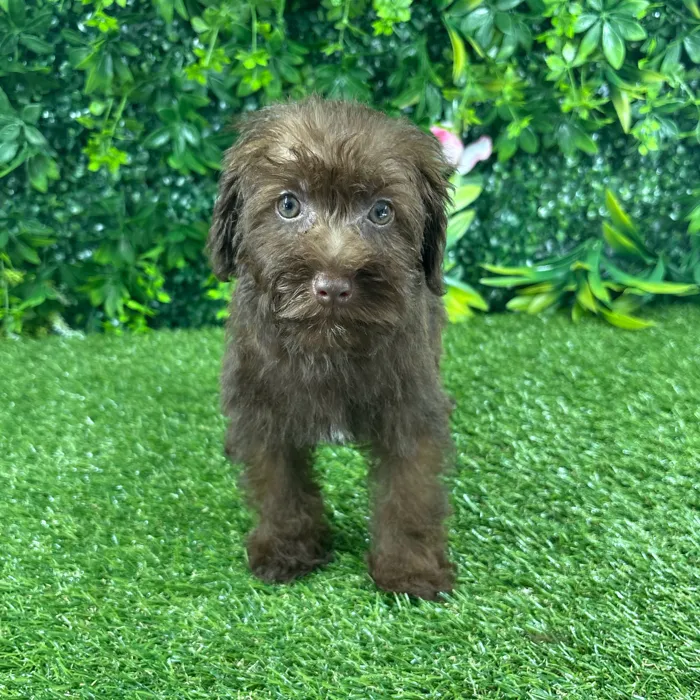 Female Schnoodle puppy named Sol for sale at Puppy Dreams - Katy.