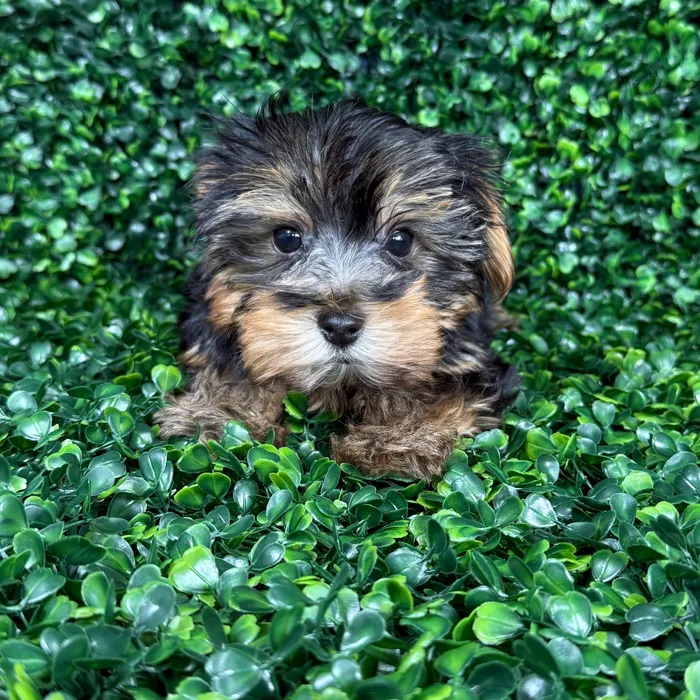 Male Yorkie puppy named Cocoa for sale at Puppy Dreams - Missouri City.
