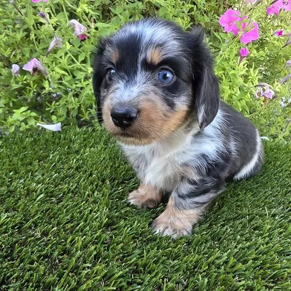 Male Dachshund puppy for sale at Puppy Dreams - Missouri City.