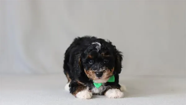 Male Mini Poodle puppy named Choso for sale at Puppy Dreams - Katy.