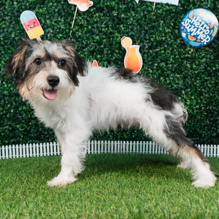 Male Yorkie-Poo puppy named Romeo for sale at Puppy Dreams - Missouri City.