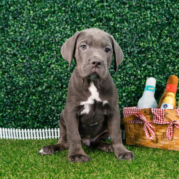 Male Cane Corso puppy named Steel for sale at Puppy Dreams - Missouri City.