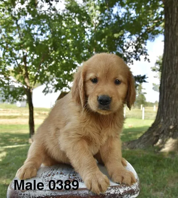 Male Golden Retriever puppy for sale at Puppy Dreams - Missouri City.