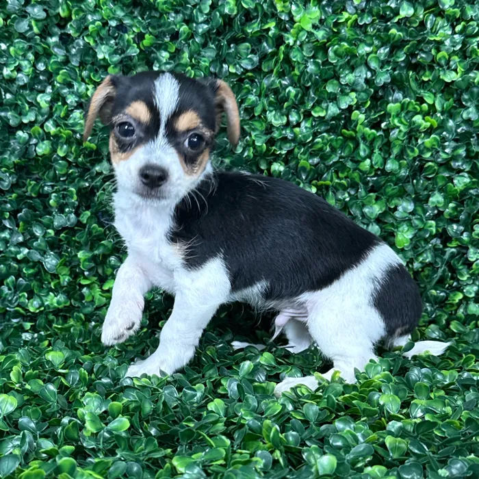 Male Chorkie puppy named Peanut for sale at Puppy Dreams - Missouri City.