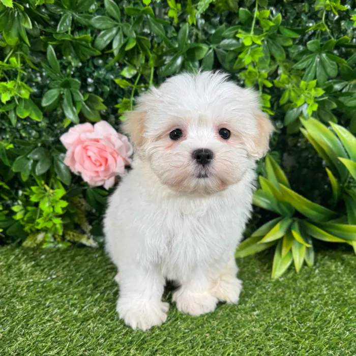 Female Malshi puppy named Zoey for sale at Puppy Dreams - Katy.