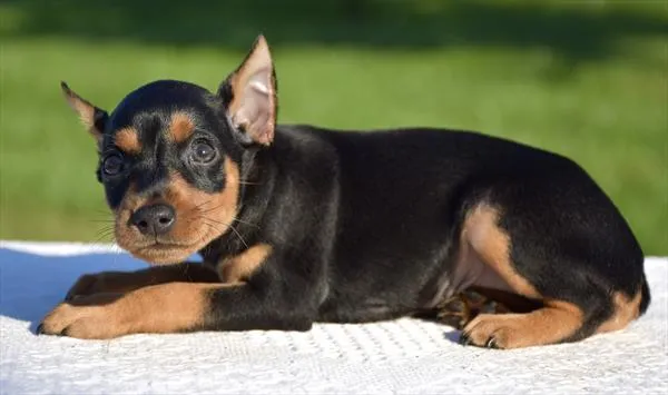 Male Min Pin puppy for sale at Puppy Dreams - Missouri City.