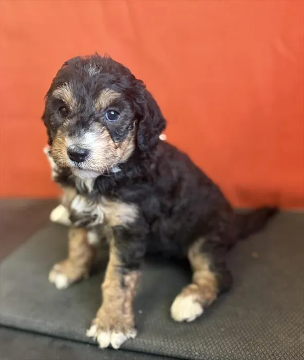 Male Bernedoodle puppy for sale at Puppy Dreams - Missouri City.