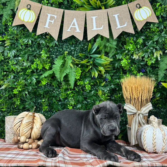 Male Cane Corso puppy named Hunter for sale at Puppy Dreams - Katy.
