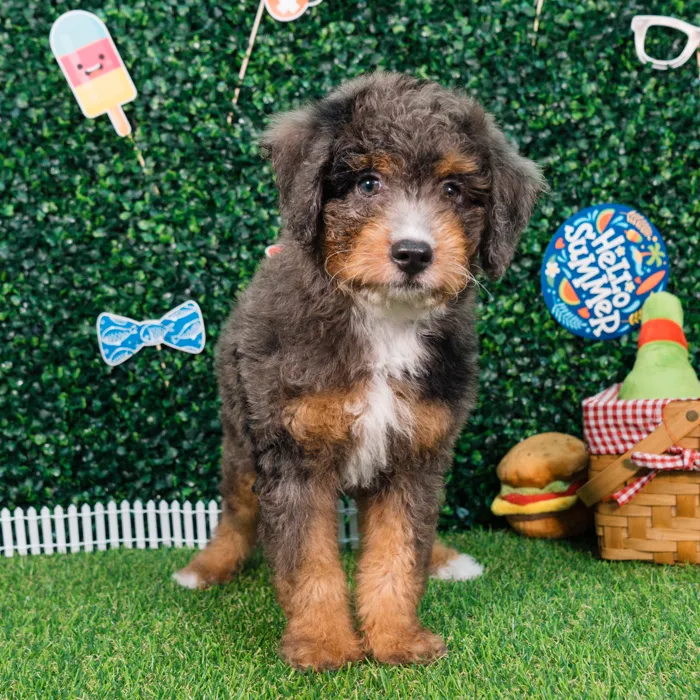 Male Bernedoodle puppy named Logan for sale at Puppy Dreams - Missouri City.