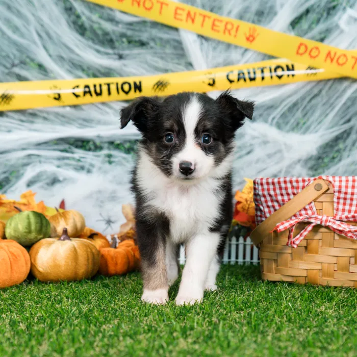 Male Mini Aussie puppy named Bean for sale at Puppy Dreams - Missouri City.