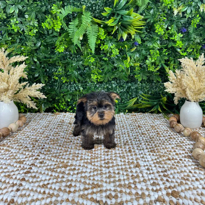 Male Yorkie puppy named Bingo for sale at Puppy Dreams - Katy.