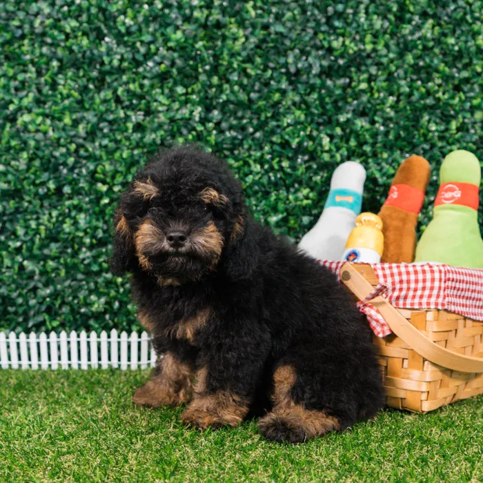 Male Mini Poodle puppy named Reese for sale at Puppy Dreams - Missouri City.