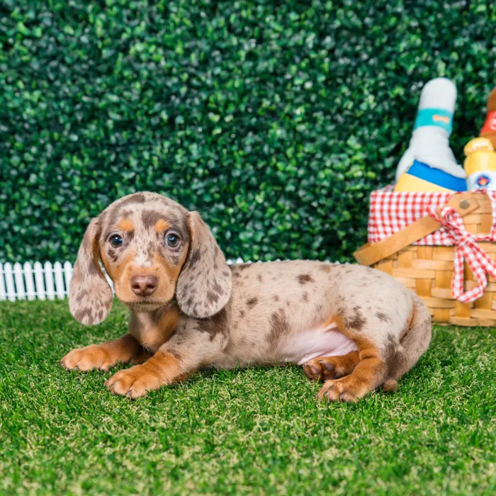 Male Dachshund puppy named Chip for sale at Puppy Dreams - Missouri City.