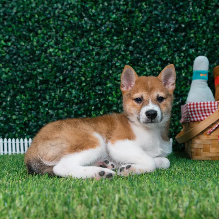 Female Shiba Inu puppy named Nami for sale at Puppy Dreams - Missouri City.