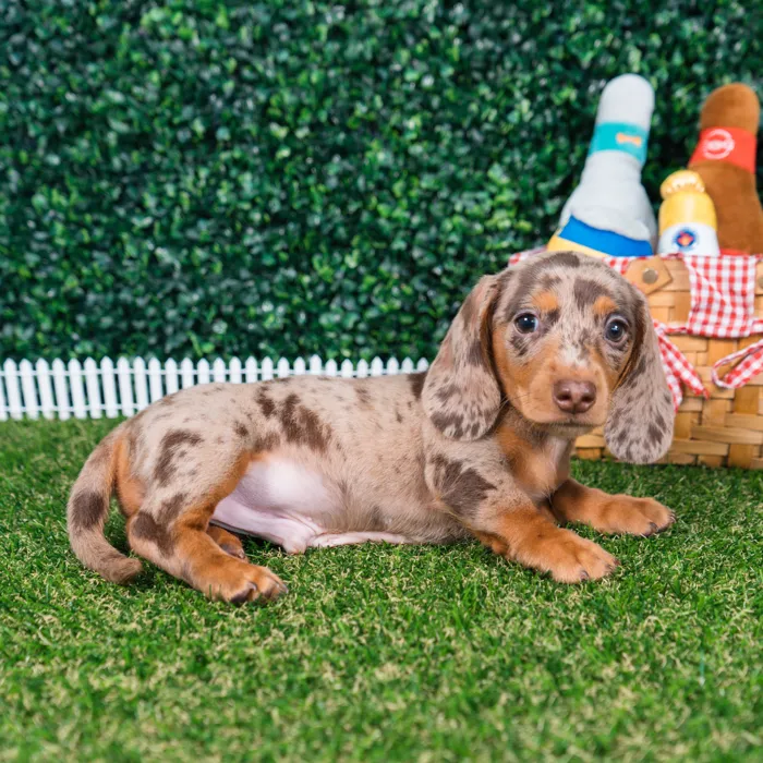 Male Dachshund puppy named Chip for sale at Puppy Dreams - Missouri City.