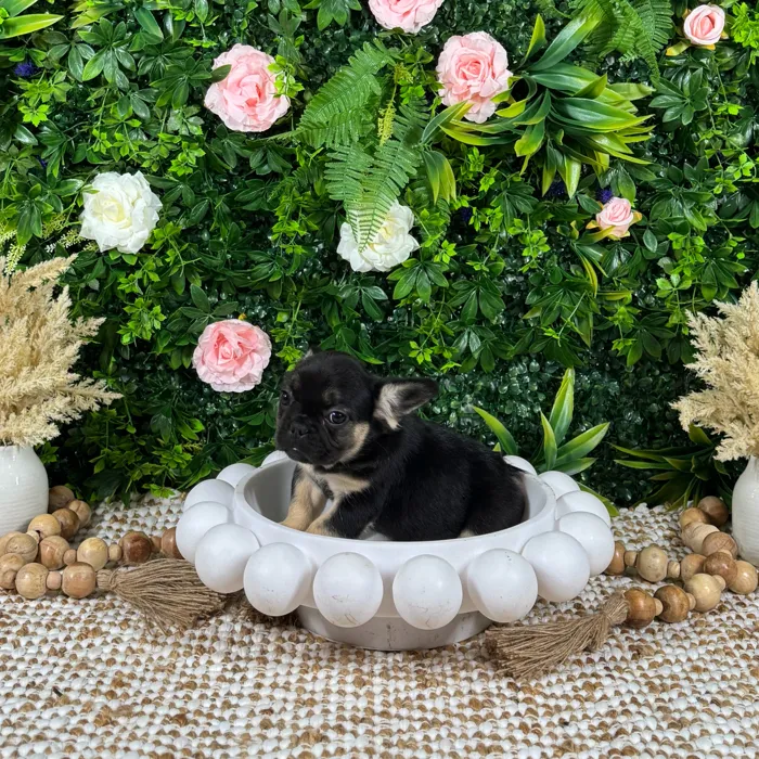 Female French Bulldog puppy named Zuri for sale at Puppy Dreams - Katy.