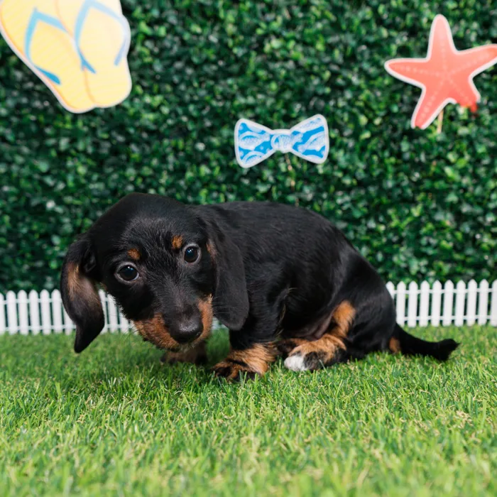 Female Dachshund puppy named Frankie for sale at Puppy Dreams - Missouri City.