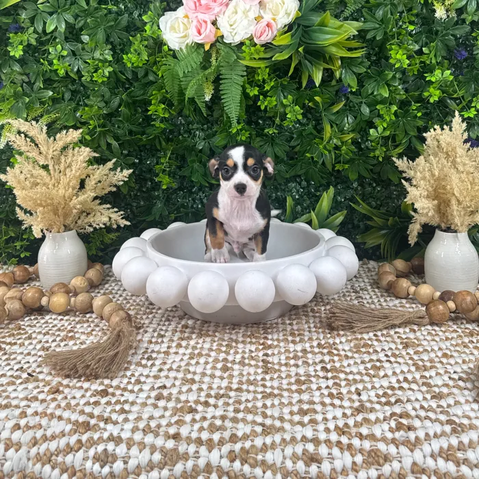 Male Chihuahua puppy named Joker for sale at Puppy Dreams - Katy.