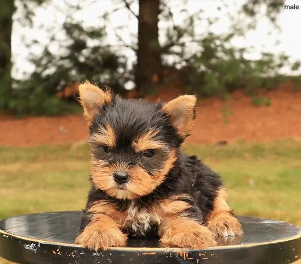 Male Yorkie puppy for sale at Puppy Dreams - Missouri City.
