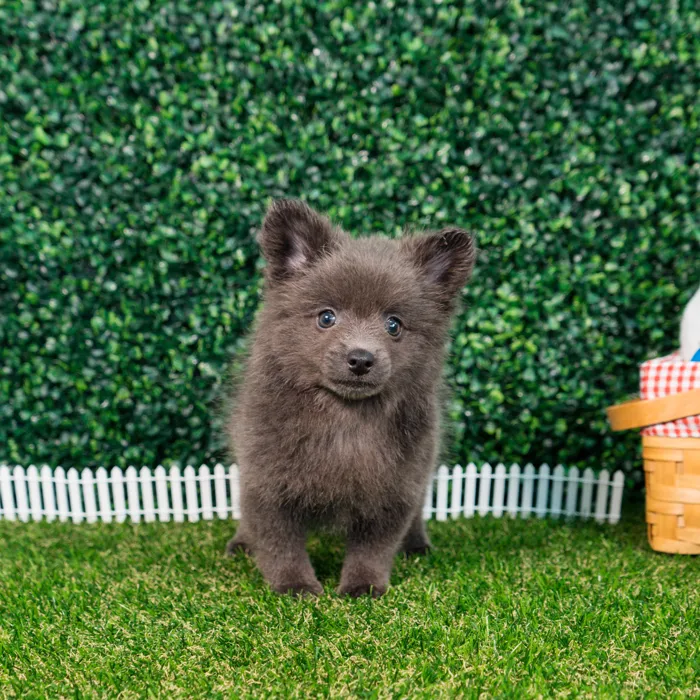 Female Pomchi puppy named Misty for sale at Puppy Dreams - Missouri City.