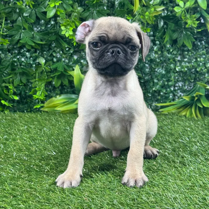 Male Pug puppy named Pierre for sale at Puppy Dreams - Katy.